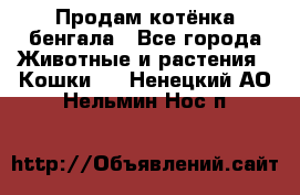 Продам котёнка бенгала - Все города Животные и растения » Кошки   . Ненецкий АО,Нельмин Нос п.